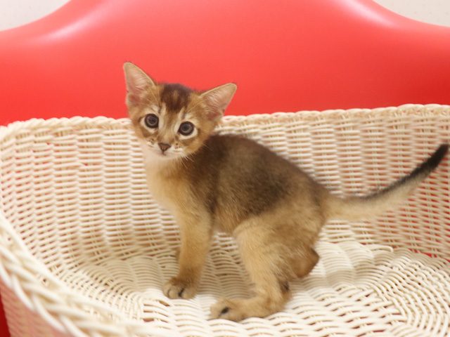 アビシニアンの子猫画像