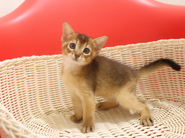 アビシニアンの子猫画像