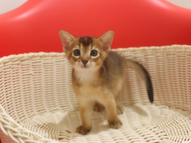 アビシニアンの子猫画像