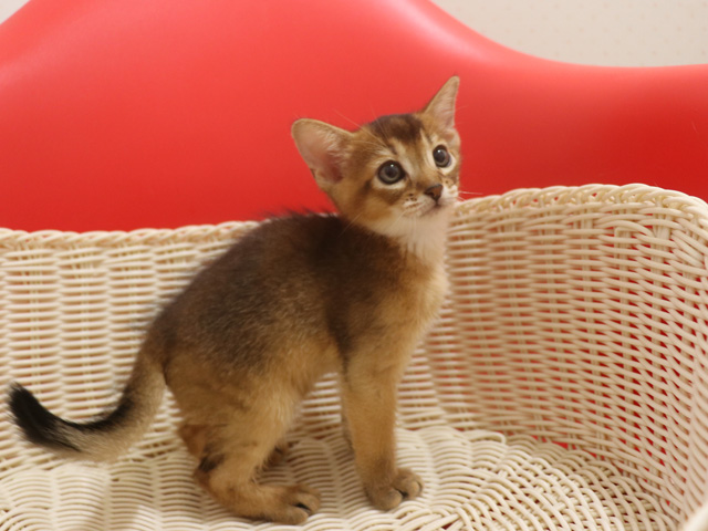 アビシニアンの子猫画像