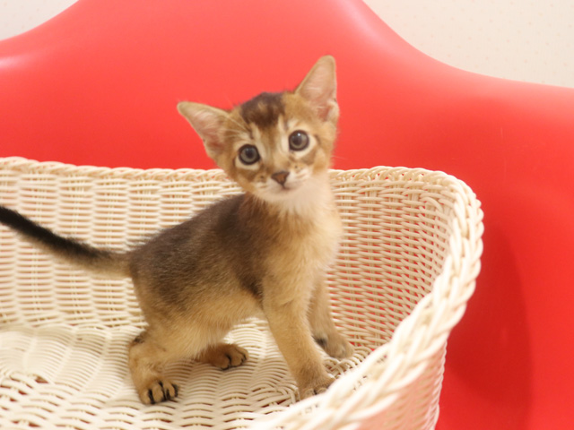アビシニアンの子猫画像