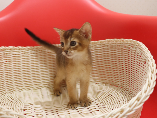 アビシニアンの子猫画像