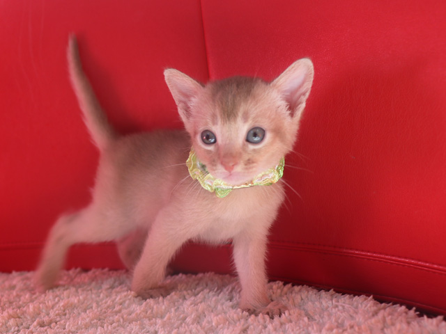 アビシニアンの子猫画像