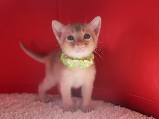 アビシニアンの子猫画像