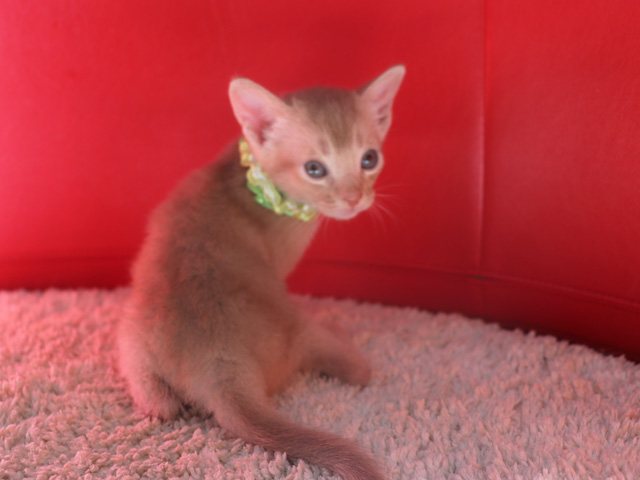 アビシニアンの子猫画像