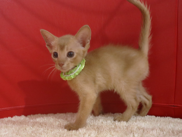 アビシニアンの子猫画像