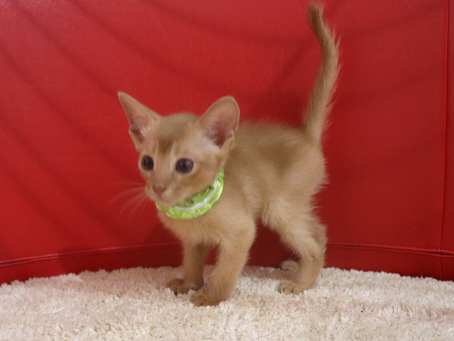 アビシニアンの子猫画像