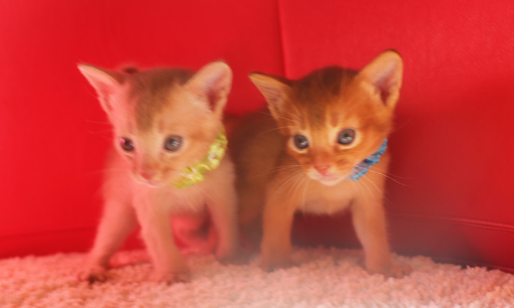アビシニアンの子猫画像