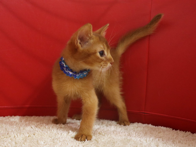 アビシニアンの子猫画像