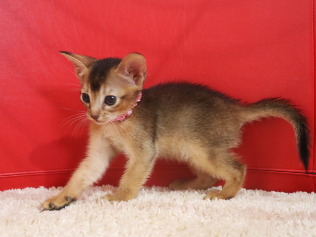 アビシニアンの子猫画像