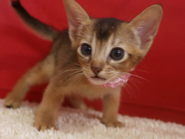 アビシニアンの子猫画像