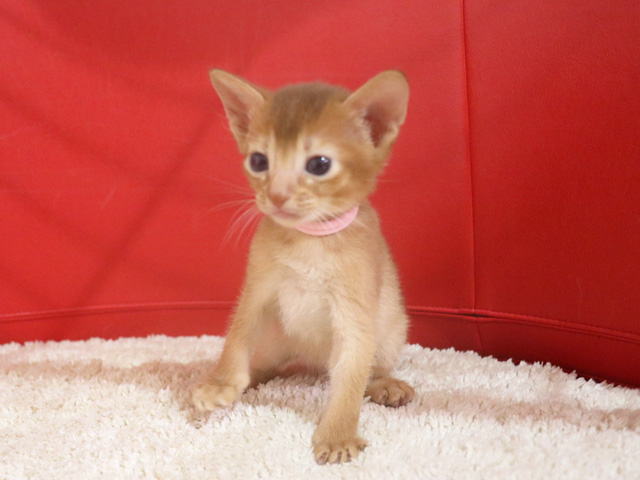 アビシニアンの子猫画像