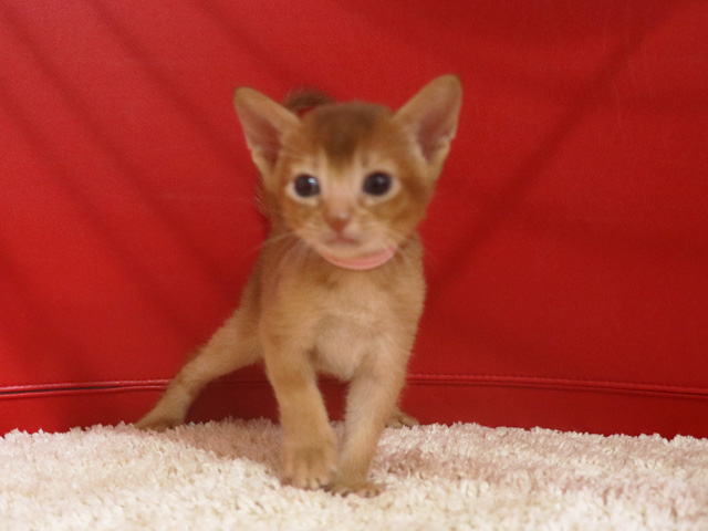 アビシニアンの子猫画像