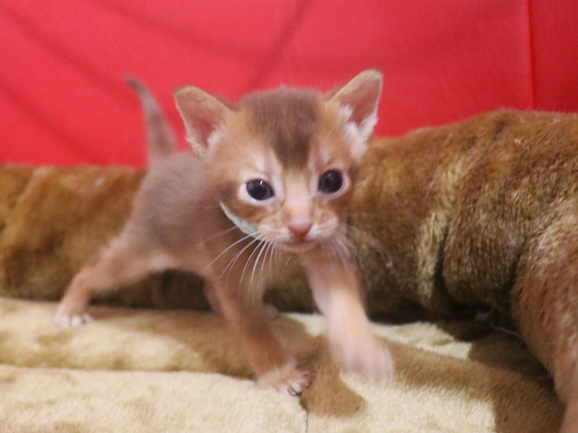 アビシニアンの子猫画像