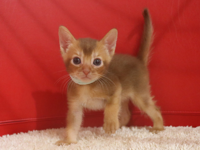 アビシニアンの子猫画像