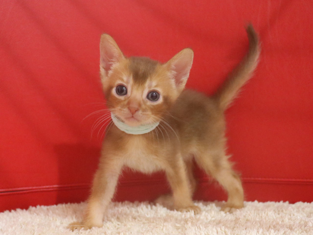 アビシニアンの子猫画像