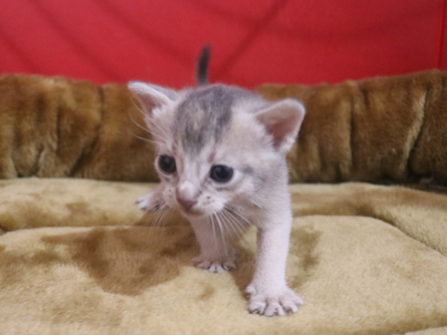 アビシニアンの子猫画像
