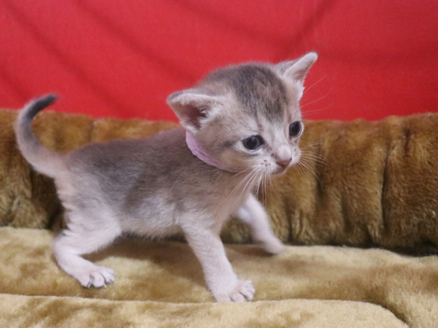 アビシニアンの子猫画像