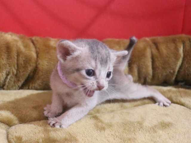 アビシニアンの子猫画像