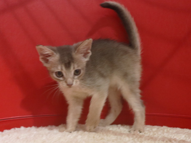 アビシニアンの子猫画像