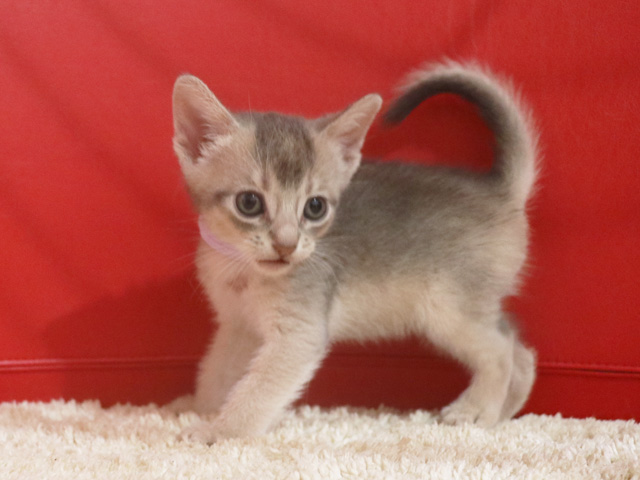 アビシニアンの子猫画像