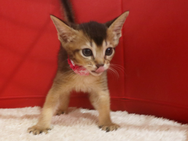 アビシニアンの子猫画像