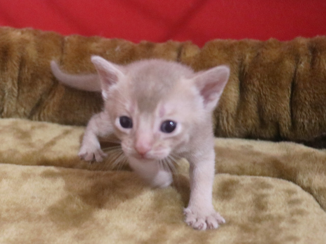 アビシニアンの子猫画像