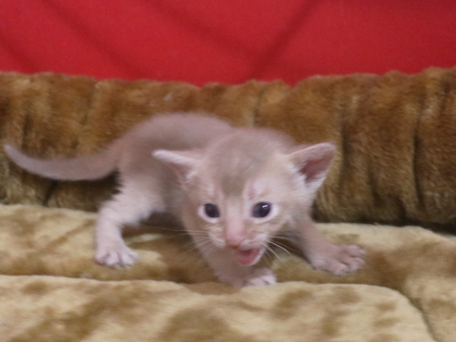 アビシニアンの子猫画像