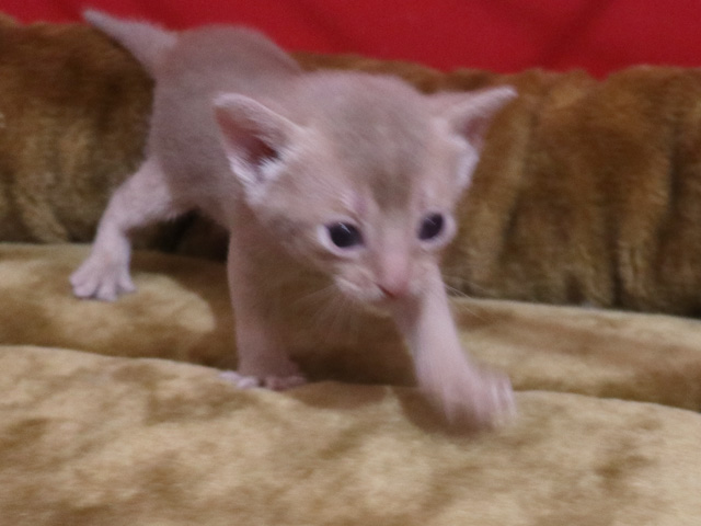 アビシニアンの子猫画像