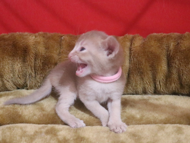 アビシニアンの子猫画像