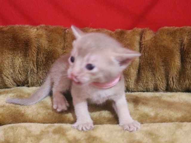 アビシニアンの子猫画像
