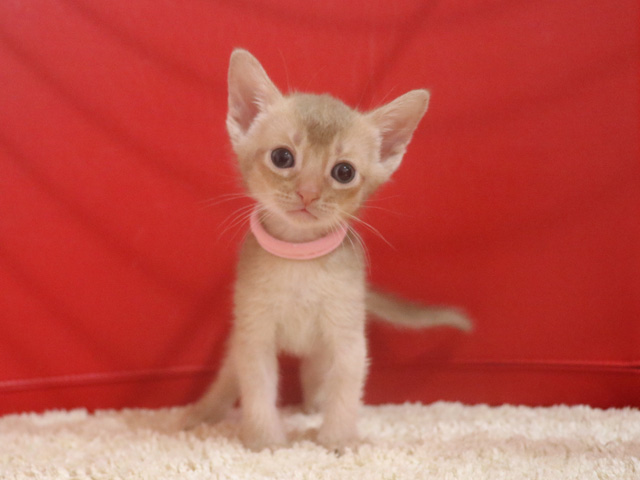 アビシニアンの子猫画像