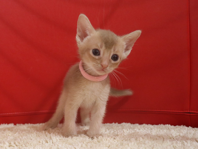 アビシニアンの子猫画像