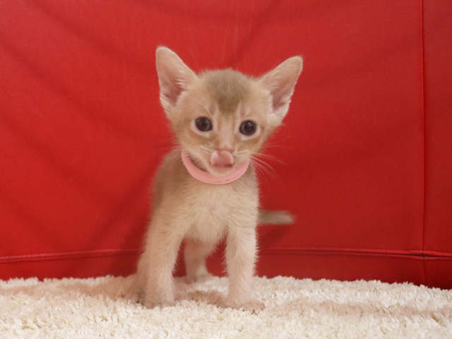 アビシニアンの子猫画像