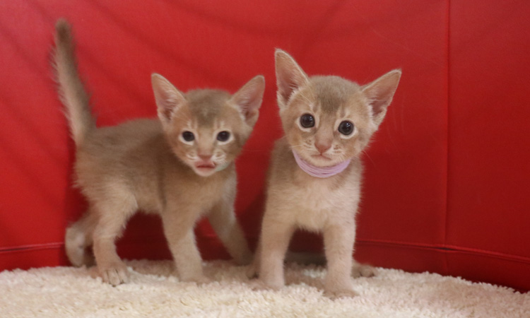 アビシニアンの子猫画像