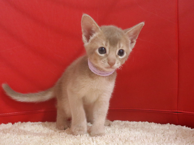 アビシニアンの子猫画像