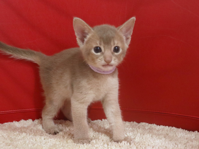アビシニアンの子猫画像