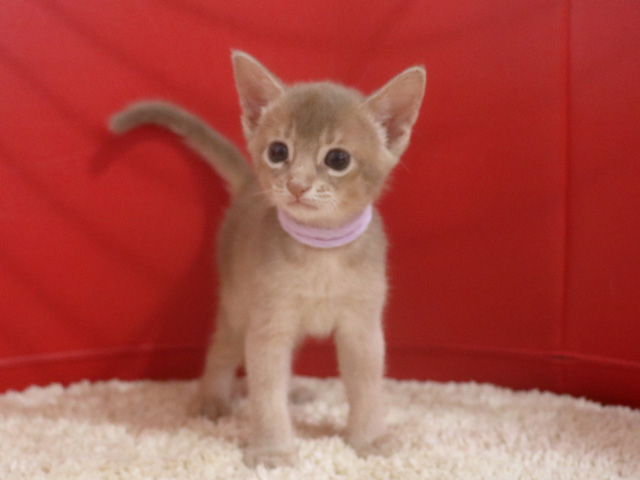 アビシニアンの子猫画像