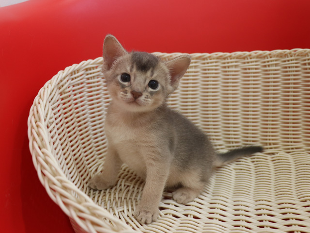 アビシニアンの子猫画像