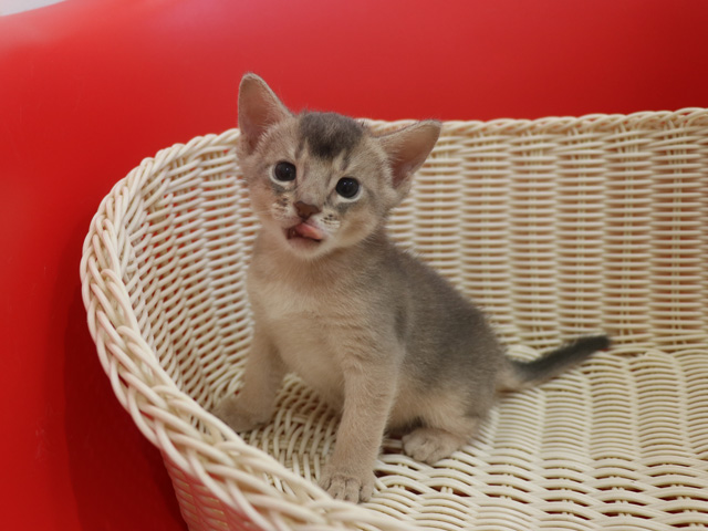 アビシニアンの子猫画像