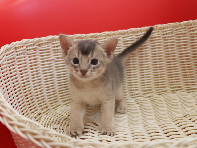 アビシニアンの子猫画像