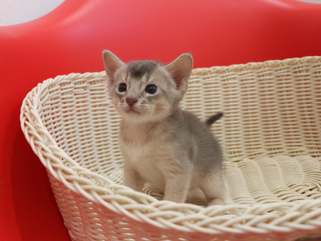 アビシニアンの子猫画像