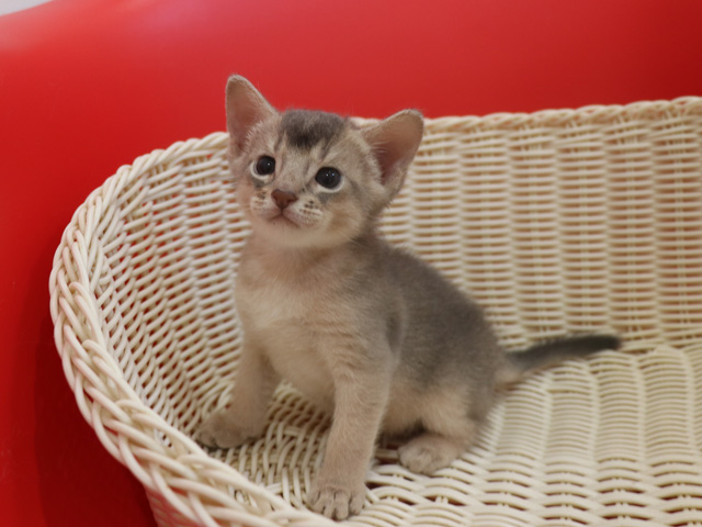 アビシニアンの子猫画像