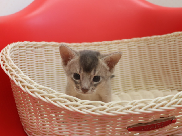 アビシニアンの子猫画像