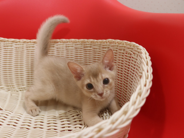 アビシニアンの子猫画像