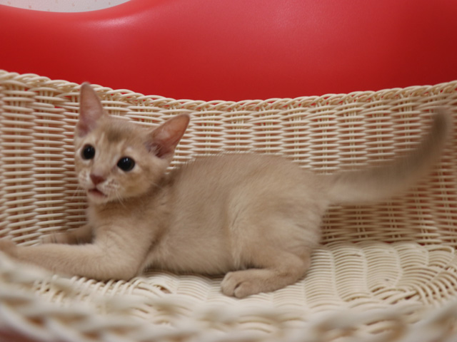 アビシニアンの子猫画像