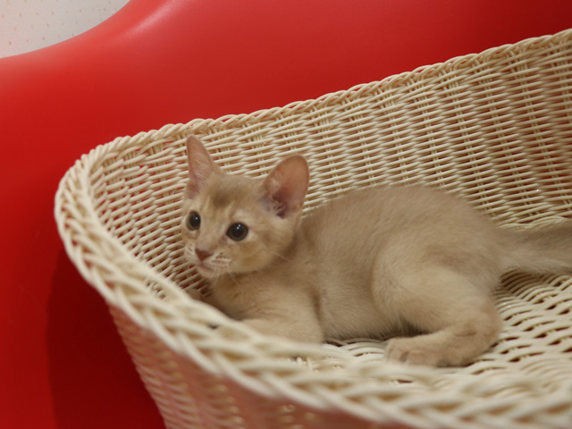 アビシニアンの子猫画像