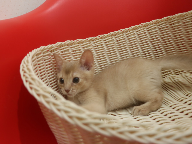 アビシニアンの子猫画像