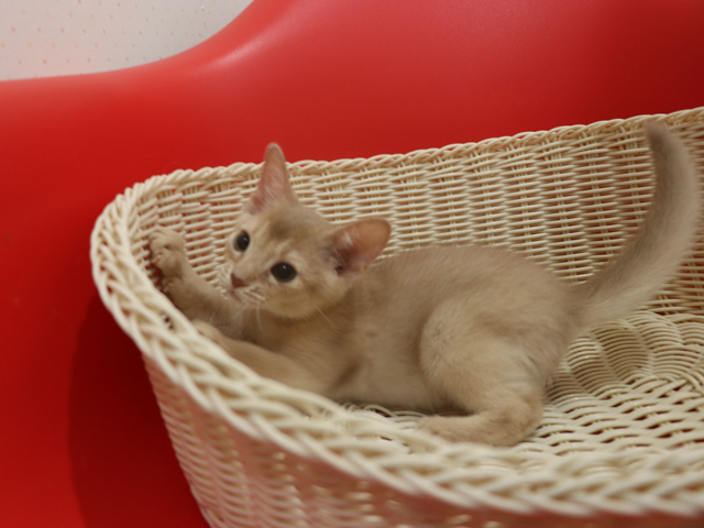 アビシニアンの子猫画像