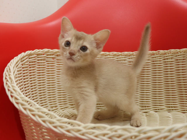 アビシニアンの子猫画像